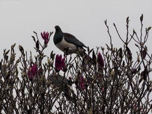 Wood Pigeon/Kereru