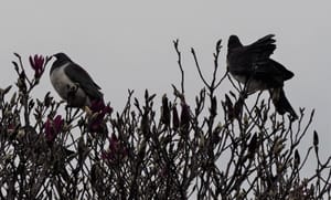 Wood Pigeon