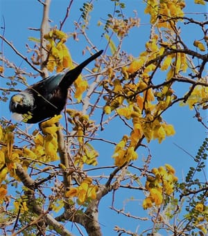 Tui in August