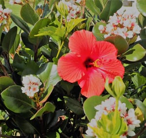 Coastal flowers