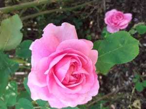 Pink rose