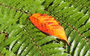 Garden leaves