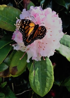 Butterfly on Rhodo