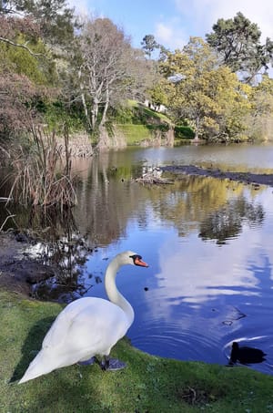 Virginia Lake, Whanganui