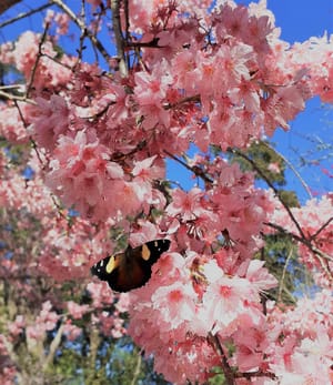 Yellow Admiral Butterfly - Virginia Lake