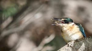 Kotare Feeding