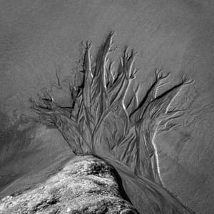 Sand trees