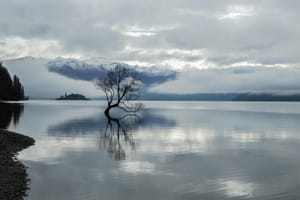 The Wanaka tree