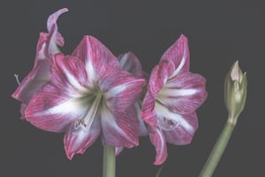 Amaryllis