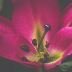 Pink Lily