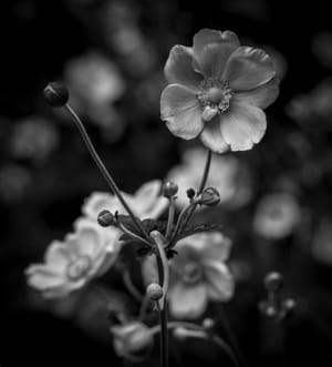 Anemone Hupehensis