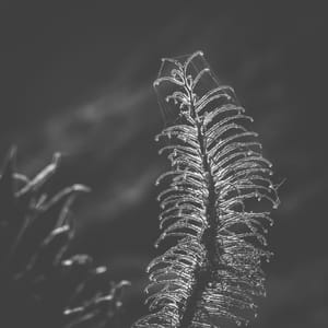 Echium candicans - backlit spent seedhead