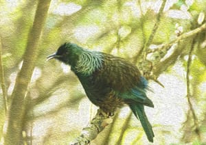 Oil paint Tui