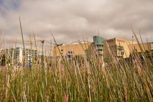 Whispering grass