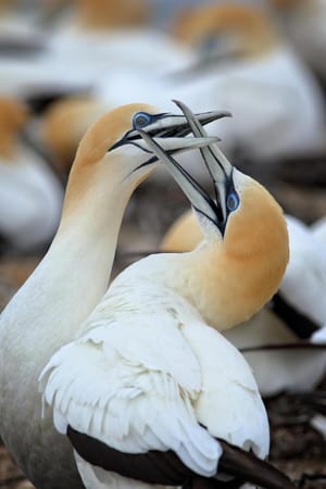 Australasian gannet courtship