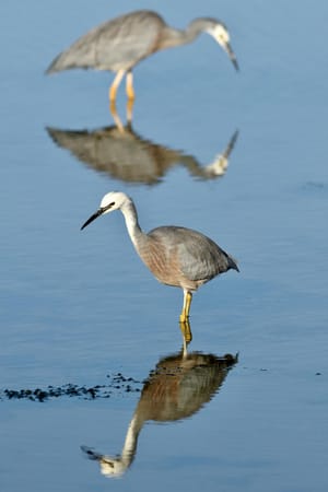 White-faced herons in reflection