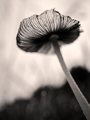 Day Twenty Seven: Fungi in the sky