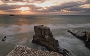 Muriwai Gannet Colony, Auckland, NZ