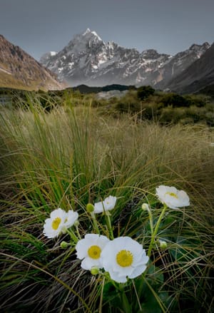 Mountain Buttercups