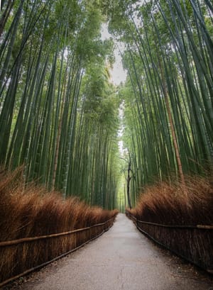 Arashiyama Bamboo Forest, Kyoto, Japan