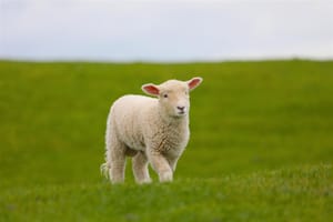 New Zealand Lamb