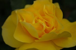 Yellow Rose