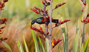 New Zealand Native Tui