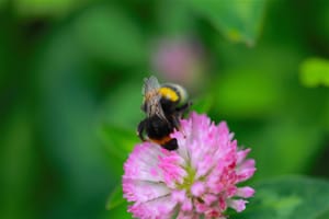 Our wee Bumblebee