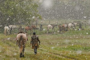 Molesworth Station - Young Cattle Muster