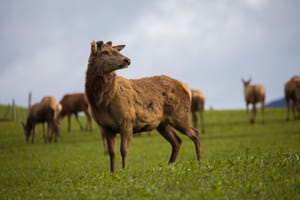 New Zealand Red