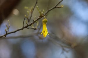 The Kowhai Flower