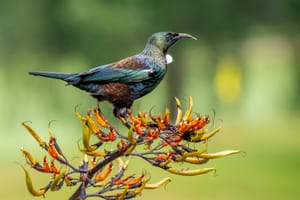 Tui on Flax