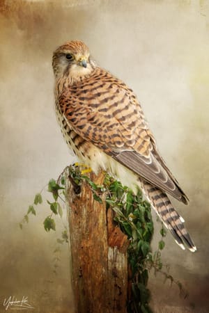 Kestrel