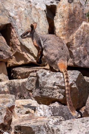 Rock Wallaby