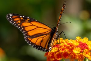 Monarch Butterfly