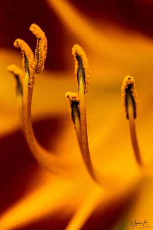 Stamen Macro