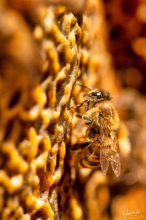 Bee on the honeycomb