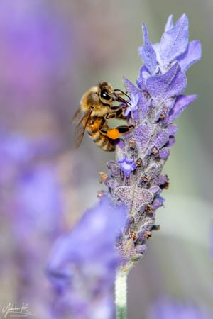 Collecting Pollen