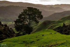 Hills and Wild Goats