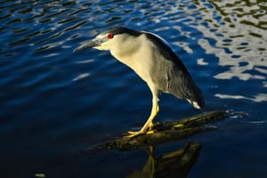 Black-Crowned Night Heron