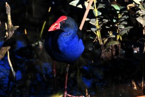 The Pukeko