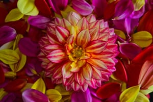 Dahlia Love