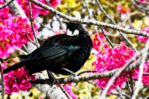 The Feisty Tui