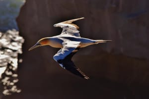 Muriwai Glider