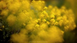 Yellow clouds