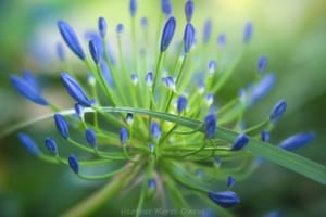 The Agapanthus and the blade