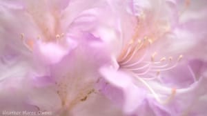 Rhododendron flowers