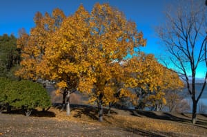 Poplars Frankton