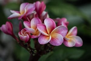 Frangipani