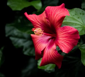 Hibiscus in Winter